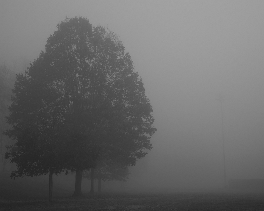 Capaha Park Fog 3