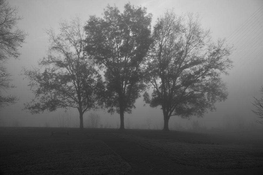 River Campus Fog