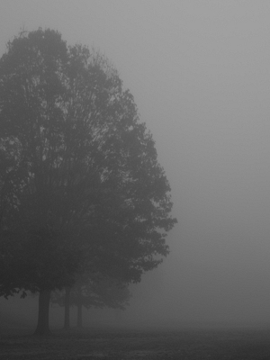 Capaha Park Fog 3